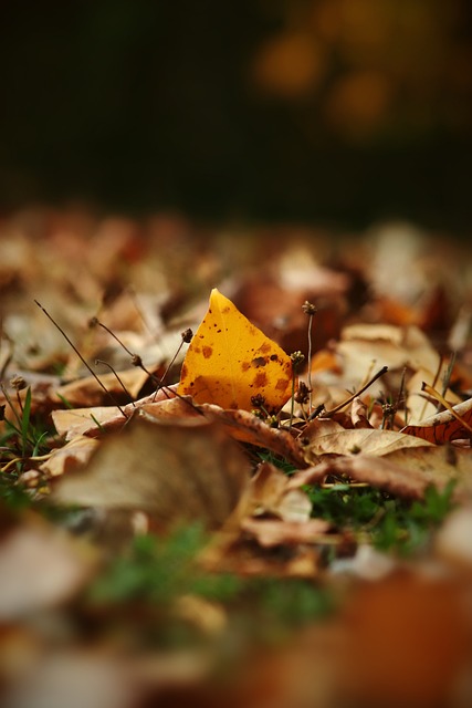 吉安的这两 吉安的这两