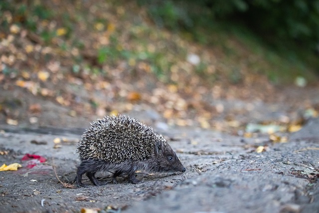 后防空虚 后防空虚
